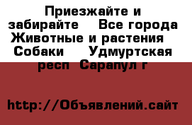 Приезжайте и забирайте. - Все города Животные и растения » Собаки   . Удмуртская респ.,Сарапул г.